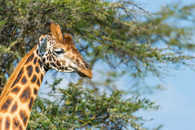 Low angle view of giraffe against tree