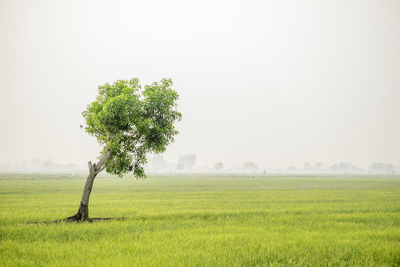 Tree in field against clear sky