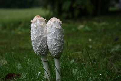 Close-up of mushroom growing on field