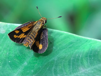 Close-up of butterfly on leaf. potanthus pava