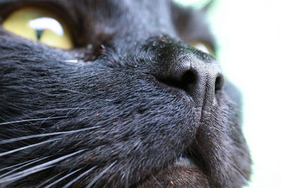 Close-up of dog looking away