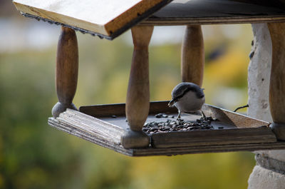 Close-up of bird perching on wooden post