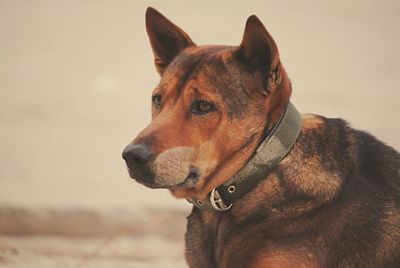 Close-up of dog