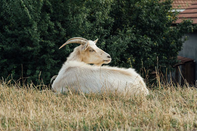 Beautiful white female goat resting in a steppe on a gloomy day