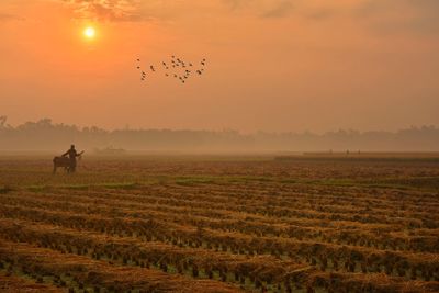 Scenic view of field against sky during sunset