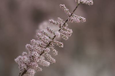 Close-up of cherry blossom tree