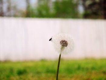 Close-up of dandelion flower on field