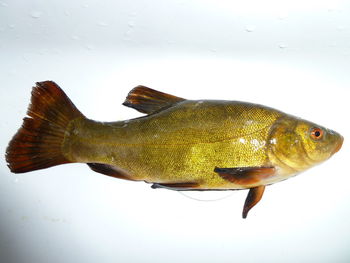Close-up of fish swimming in water