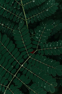 Full frame shot of leaves