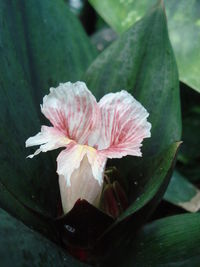 Close-up of flower blooming outdoors