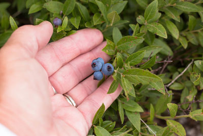 Close-up of hand holding ladybug on plant