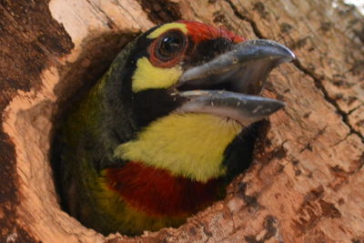 Close-up of bird