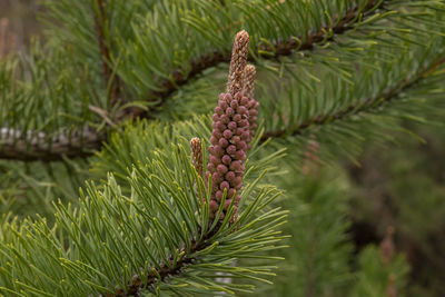 Close-up of pine cone on branch