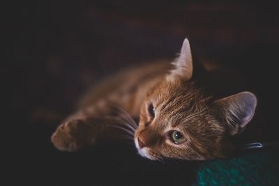 Close-up portrait of cat