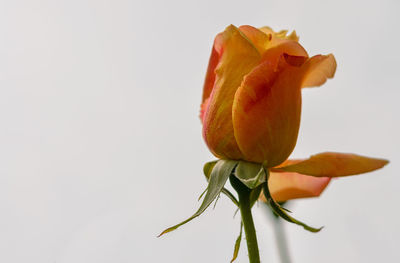 Close-up of flower over white background