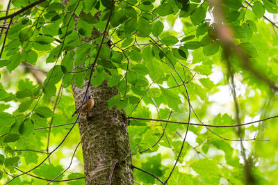 Low angle view of bird perching on tree