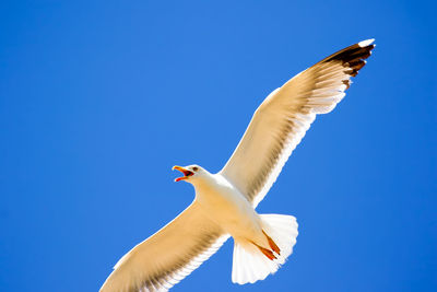 Low angle view of seagull flying in clear blue sky