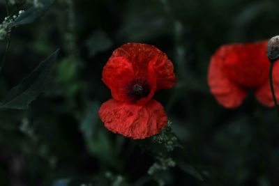 Close-up of red hibiscus blooming outdoors