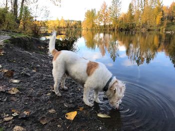 Dog standing in a lake