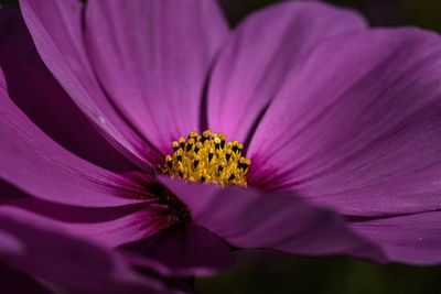 Close-up of pink flower