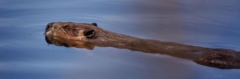 Beaver swimming in lake