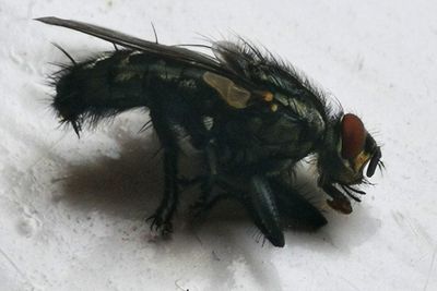 High angle view of fly