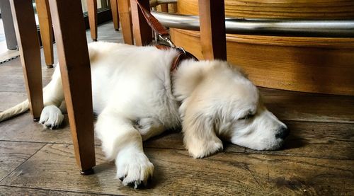 Close-up of dog sleeping at home