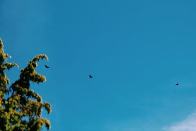 Low angle view of birds flying against blue sky