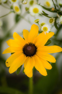 Close-up of fresh yellow flower
