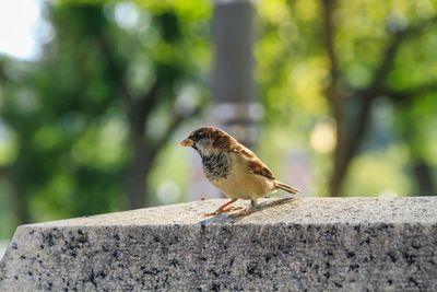 Close-up of sparrow perching on retaining wall