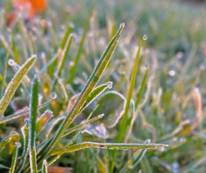 Close-up of grass