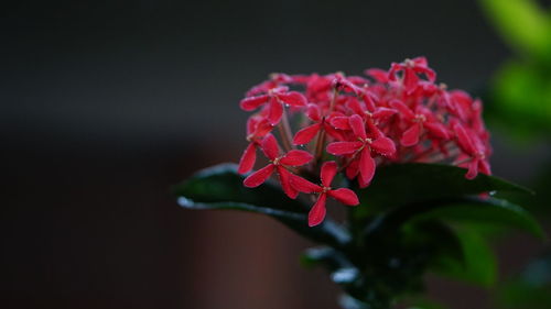 Close-up of red flowers blooming outdoors