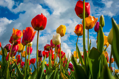 Close-up of multi colored tulips blooming in field