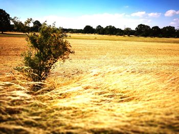 Scenic view of agricultural field against sky