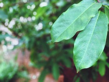 Close-up of fresh green leaves