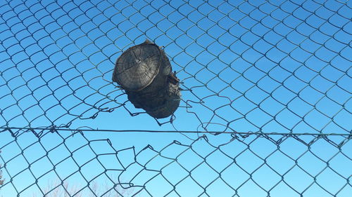 Low angle view of lizard on chainlink fence