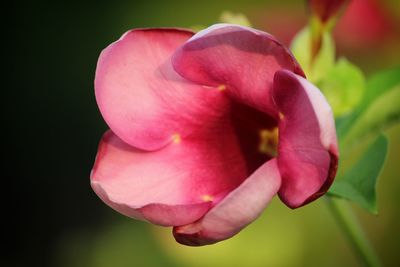 Close-up of pink rose