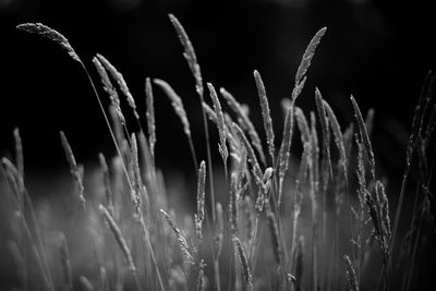 Close-up of wet plants growing in field