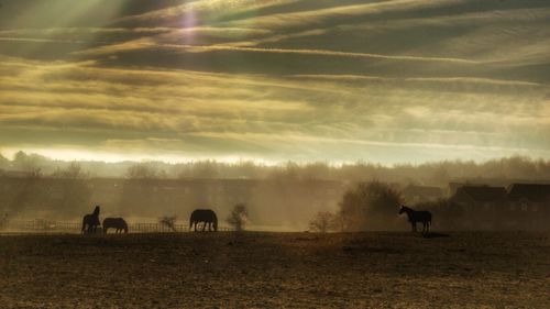 Horses on field against sky