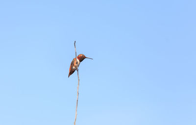 Low angle view of eagle flying against clear sky