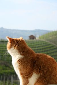 Close-up of ginger cat with vineyard hills background in summer