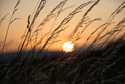 Close-up of stalks in field against sunset sky