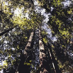 Low angle view of trees against sky