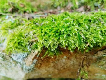 Close-up of moss growing on tree trunk