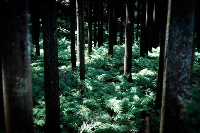 Bamboo trees in forest