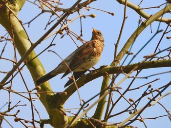 Low angle view of bird perching on tree against sky