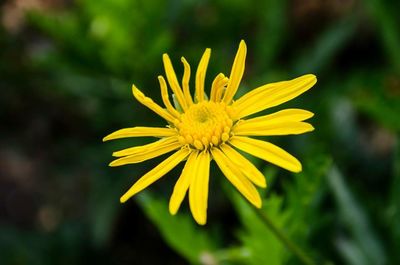 Close-up of yellow flower