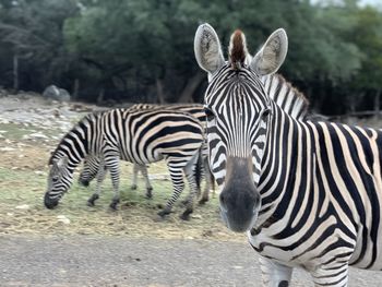 Zebras standing in a zebra