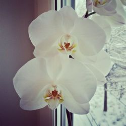 Close-up of white orchids blooming outdoors