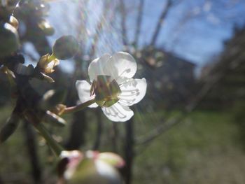 Close-up of white flower